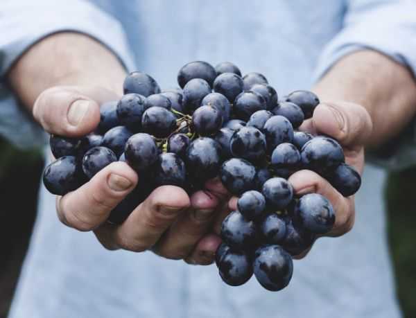 Кому не можна їсти виноград: користь і шкода винограду