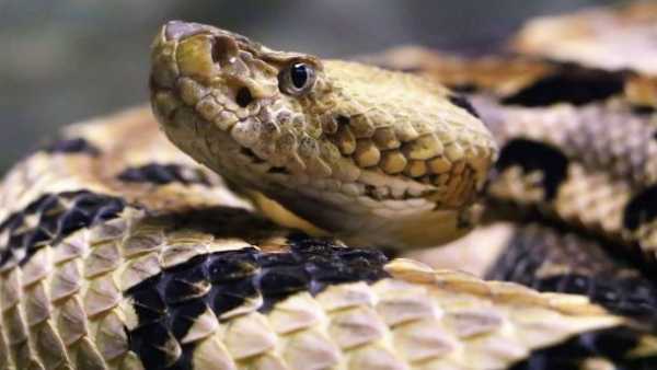 Яких тварин люди бояться найбільше: дослідження вчених