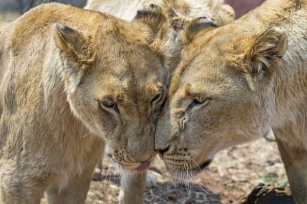 Вчені пояснили, яке значення має гомосексуальність у природі