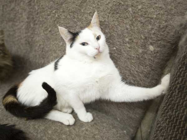 Від котів і собак: кожна п’ята людина на Землі заражений небезпечною інфекцією